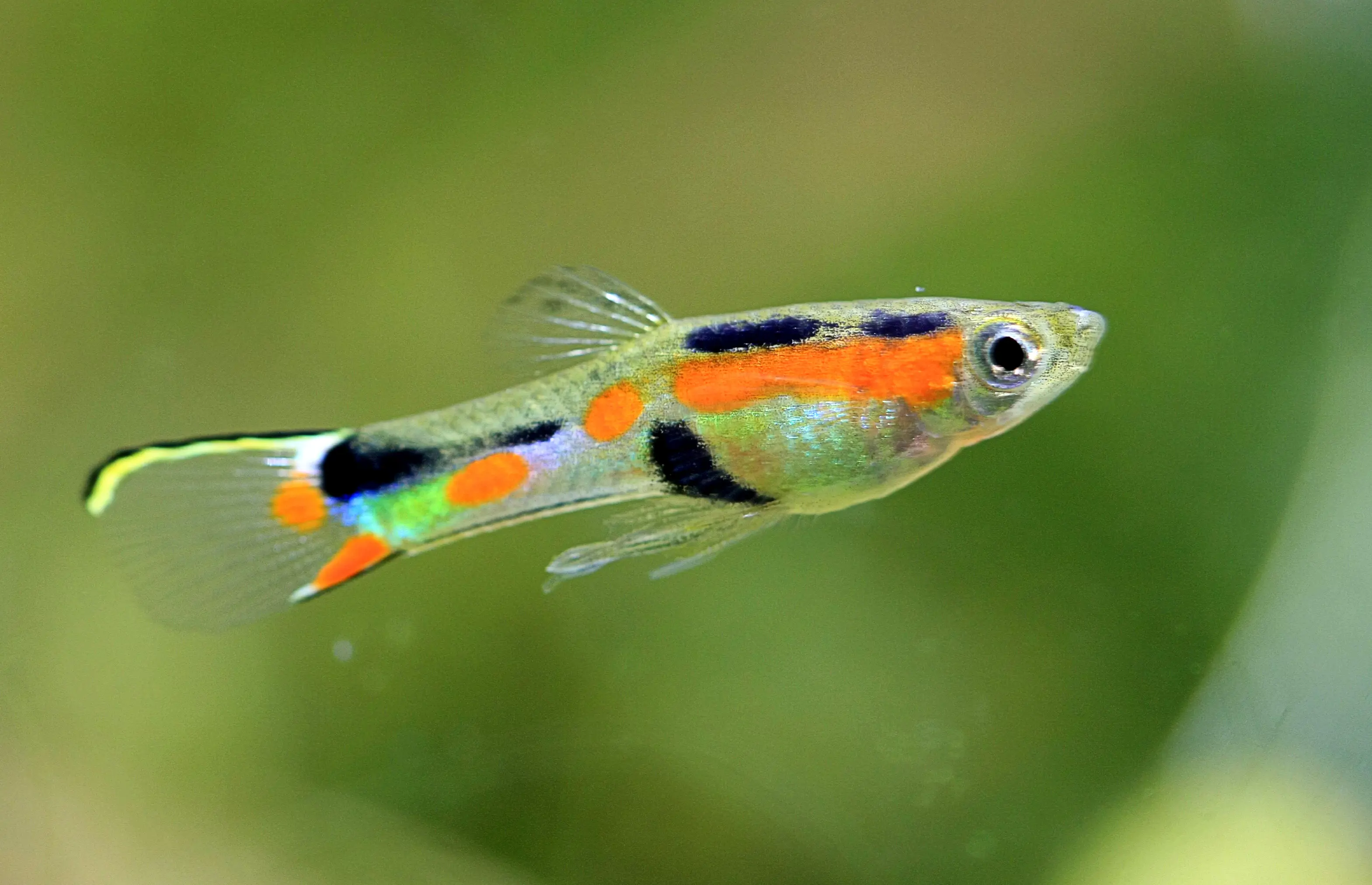 Endler Guppy 'Yellow Top Sword'
