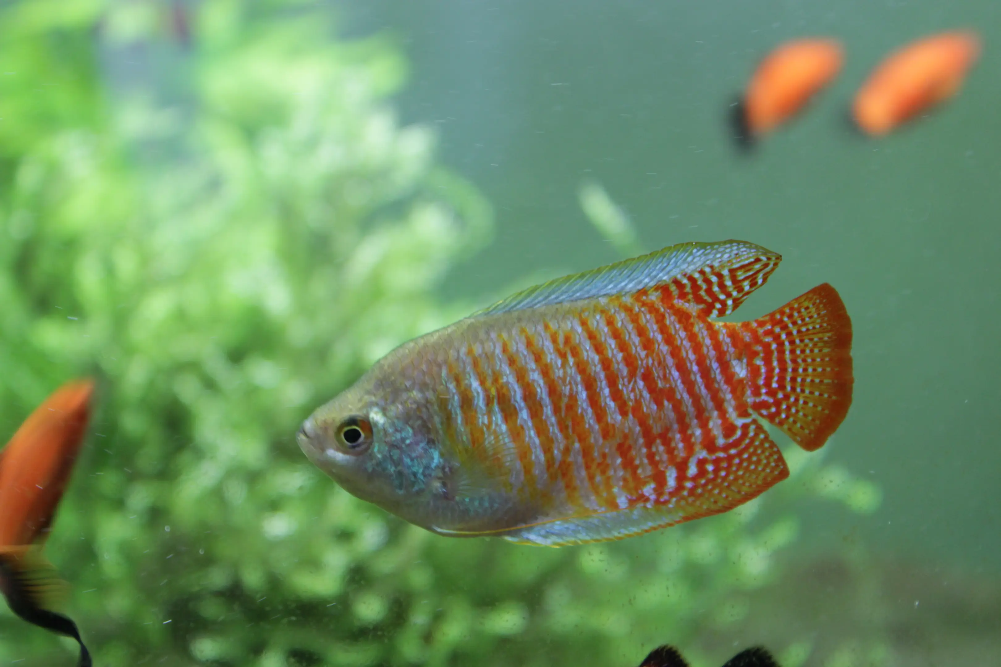 Thrichogaster lalius