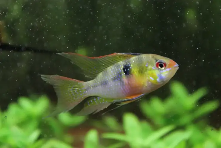 Microgeophagus ramirezi (Ramirezi/Ram)