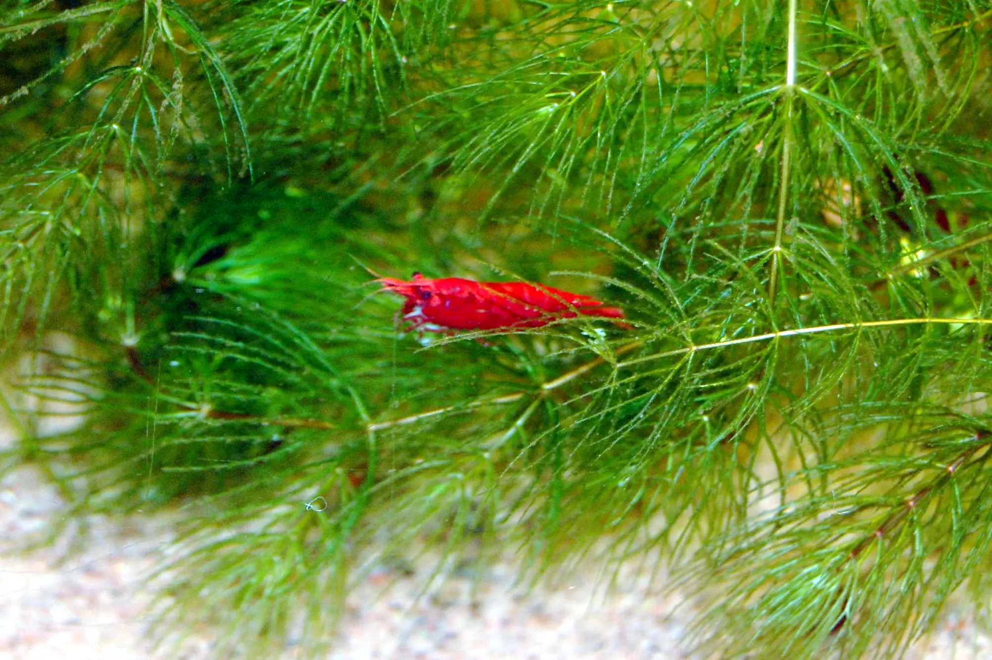 Red Cherry Shrimp