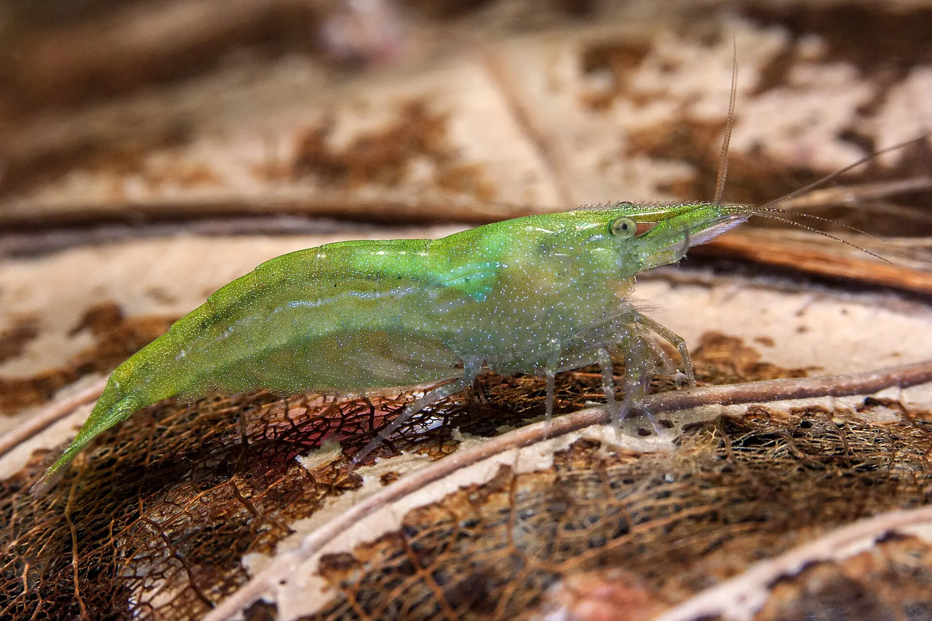 Caridina babaulti verde